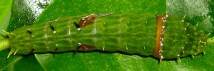 Final Larvae Top of Orchard Swallowtail - Papilio aegeus aegeus